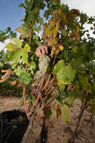 Domaine de Campaucels